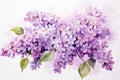 Watercolor Lilac Flowers. Illustration of lilac blossoms with green leaves. Isolated on a white background. Ideal for