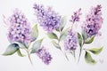 Watercolor Lilac Flowers. Illustration of lilac blossoms with green leaves. Isolated on a white background. Ideal for