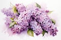 Watercolor Lilac Flowers. Illustration of lilac blossoms with green leaves. Isolated on a white background. Ideal for