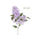 Watercolor lilacs illustration. hand painted lilac flower with green leaves, isolated. Spring branch