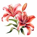 Watercolor Lily Clipart: Realistic Vector Illustration Of Light Red And Pink Lilies Royalty Free Stock Photo