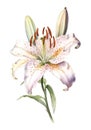 Watercolor lily flower.