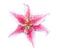 Watercolor Lily isolated