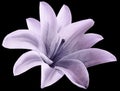 Watercolor lily purple flower. isolated with clipping path on the black background. for design. Closeup. Royalty Free Stock Photo