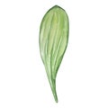 Watercolor lily of the valley leaf, May month birth flower Royalty Free Stock Photo