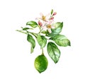 Watercolor Lime branch. Realistic citrus tree with lime fruit, flowers, leaves. Botanical illustration. Isolated artwork