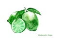 Watercolor lime. Isolated citrus fruit illustration Royalty Free Stock Photo