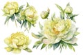 Watercolor Lime Light Peonies Set on White Background for Invitations and Posters. Royalty Free Stock Photo