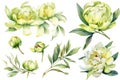 Watercolor Lime Light Peonies Set on White Background for Invitations and Posters. Royalty Free Stock Photo