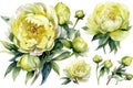 Watercolor Lime Light Peonies Set on White Background for Invitations and Posters. Royalty Free Stock Photo