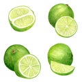 Watercolor lime set. Hand drawn botanical illusttration of slices, green citrus fruits isolated on white background. Royalty Free Stock Photo