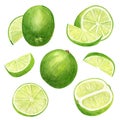 Watercolor lime set. Hand drawn botanical illusttration of slices, green citrus fruits isolated on white background for Royalty Free Stock Photo