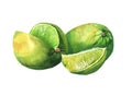 Watercolor lime with sliced parts isolated