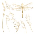 Watercolor line art set of wild meadow herbs and dragonfly. Hand painted gold plants and animal elements isolated on Royalty Free Stock Photo