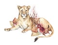 Watercolor lioness with boho flowers. African animlas clipart.