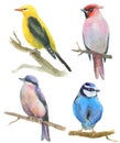 Watercolor little birds sitting on twigs. hand drawn illustration