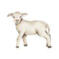 Watercolor little lamb isolated on white background