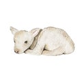 Watercolor little lamb isolated on white background