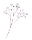 Watercolor little white flowers branch isolated on white background