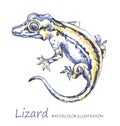 Watercolor Lizard on the white background. Exotic animal. Royalty Free Stock Photo