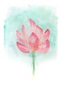 Watercolor of lotus flower.