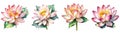 watercolor lotus flower clipart on transparent background