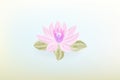 Watercolor lotus flower vintage background vector Royalty Free Stock Photo