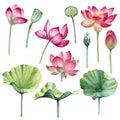 Watercolor lotus flowers, leaves, buds and seeds set on a white background. Royalty Free Stock Photo