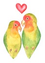 Watercolor lovebirds pair isolated on white background Royalty Free Stock Photo