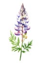 Watercolor lupine flower.