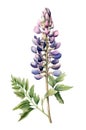 Watercolor lupine flower.