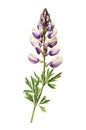 Watercolor lupine flower.