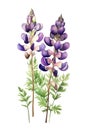 Watercolor lupine flowers.