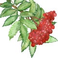 Watercolor lush branch of red Rowan berries with green leaves isolated on white background.