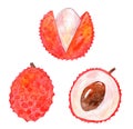 Watercolor lychee fruit set illustration isolated on white