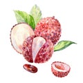 Watercolor lychee.