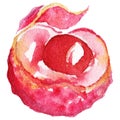 Watercolor lychee litchi exotic fruit isolated vector Royalty Free Stock Photo