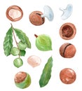 Watercolor macadamia nuts and leaves set isolated on white background Royalty Free Stock Photo