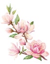 Watercolor magnolia floral composition