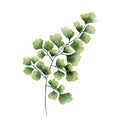 Watercolor maidenhair fern.Green plants illustration.Hand-drawn botanical isolated