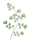 Watercolor maidenhair fern isolated on white background.