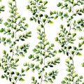 Watercolor maidenhair fern leaves seamless pattern. Hand painted fern ornament. Floral illustration on white background. Royalty Free Stock Photo