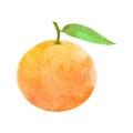 Watercolor mandarin fruit with leaf on white