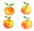 Watercolor mandarine orange fruit set isolated on white background.