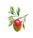 Watercolor Mango branch. Ripe mango fruit with flowers leaves. Realistic botanical floral composition. Isolated