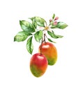 Watercolor Mango fruits. Two Ripe mango on a tree branch with flowers leaves. Realistic botanical floral composition