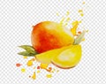 Watercolor Mango Isolated Transparent Background