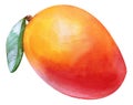 Watercolor mango tropical. Isolated fresh exotic mango fruit on white background. Artistic food Hand painted illustration. For Royalty Free Stock Photo