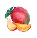 Watercolor Mango on white