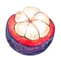 Watercolor mangosteen fruit illustration isolated on white